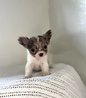 Luca , a male Chihuahua for sale in Jemison, AL – 2 of 7