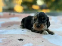 Patsy, a female Miniature Dachshund for sale in Jemison, AL – 2 of 5