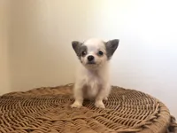 Bruno, a male Chihuahua for sale in Jemison, AL – 5 of 7