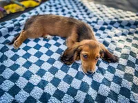 Ketchup, a male Miniature Dachshund for sale in Jemison, AL – Photo 3 of 7