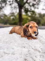 Ketchup, a male Miniature Dachshund for sale in Jemison, AL – Photo 5 of 7