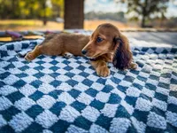 Ketchup, a male Miniature Dachshund for sale in Jemison, AL – Photo 2 of 7