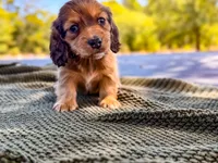 Ketchup, a male Miniature Dachshund for sale in Jemison, AL – Photo 7 of 7