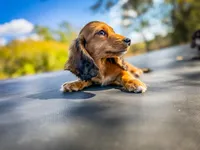 Ketchup, a male Miniature Dachshund for sale in Jemison, AL – Photo 1 of 7