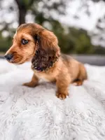 Ketchup, a male Miniature Dachshund for sale in Jemison, AL – Photo 4 of 7