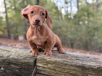 Sage, a male Miniature Dachshund for sale in Jemison, AL – 6 of 6