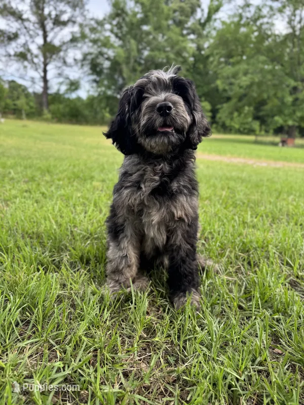 Apollo  – Labradoodle puppy for sale in Jemison, AL