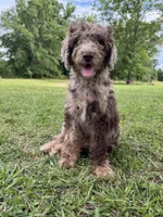 Rocco, a male Labradoodle for sale in Jemison, AL – 2 of 3