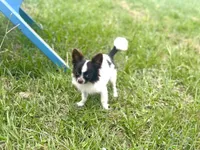 Mickey , a male Chihuahua for sale in Jemison, AL – 6 of 6