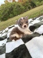 Luca , a male Chihuahua for sale in Jemison, AL – 7 of 7