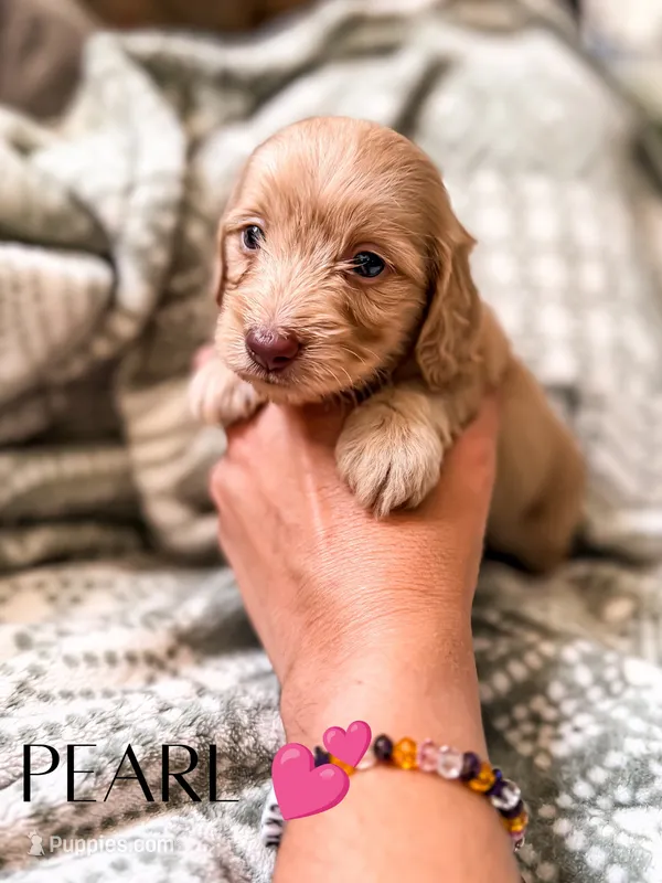 Pearl – Miniature Dachshund puppy for sale in Jemison, AL