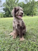 Rocco, a male Labradoodle for sale in Jemison, AL – 3 of 3