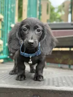 Franny, a female Miniature Dachshund for sale in Jemison, AL – 2 of 4