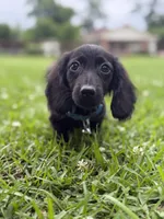 Franny, a female Miniature Dachshund for sale in Jemison, AL – 4 of 4