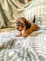 Greta , a female Miniature Dachshund for sale in Jemison, AL – 4 of 4