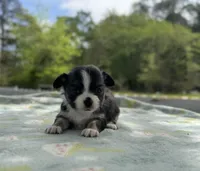 Rosie, a female Chihuahua for sale in Jemison, AL – Photo 1 of 10