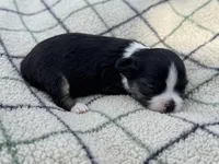 Rosie, a female Chihuahua for sale in Jemison, AL – Photo 6 of 10