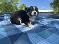 Rosie, a female Chihuahua for sale in Jemison, AL – Photo 3 of 10