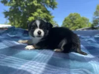 Rosie, a female Chihuahua for sale in Jemison, AL – Photo 2 of 10