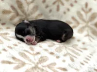 Rosie, a female Chihuahua for sale in Jemison, AL – Photo 9 of 10