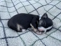 Rosie, a female Chihuahua for sale in Jemison, AL – Photo 7 of 10