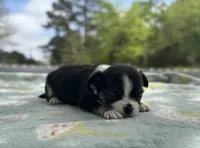 Rosie, a female Chihuahua for sale in Jemison, AL – Photo 5 of 10