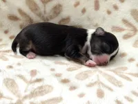 Rosie, a female Chihuahua for sale in Jemison, AL – Photo 10 of 10