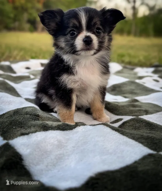 Rosie – Chihuahua puppy on hold in Jemison, AL