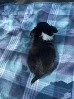 Rosie, a female Chihuahua for sale in Jemison, AL – Photo 4 of 10