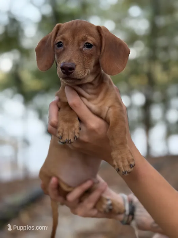Sage – Miniature Dachshund puppy for sale in Jemison, AL