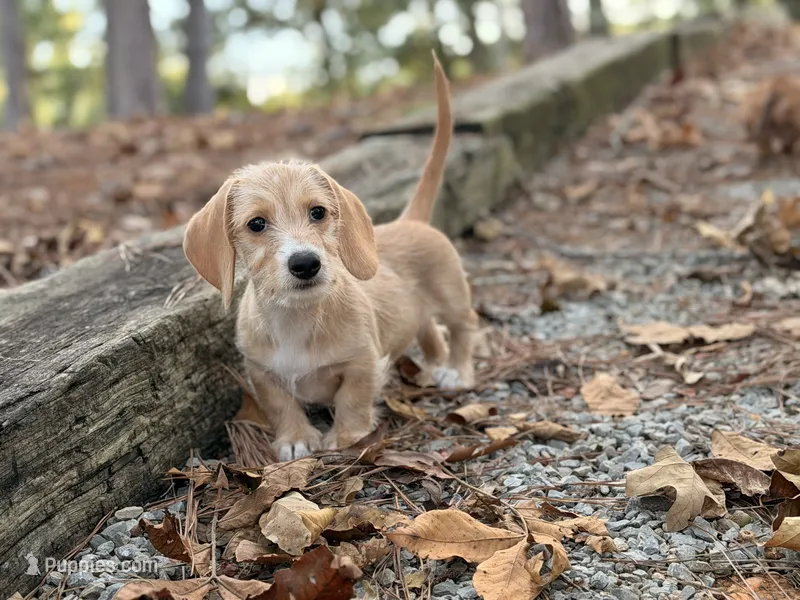 Margaret – Miniature Dachshund puppy for sale in Jemison, AL