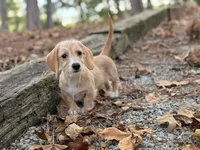 Margaret, a female Miniature Dachshund for sale in Jemison, AL – 4 of 7