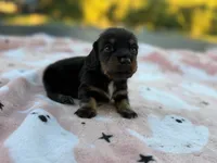 Cash, a male Miniature Dachshund for sale in Jemison, AL – 2 of 3