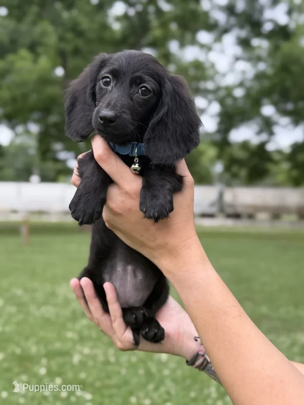 Franny – Miniature Dachshund puppy for sale in Jemison, AL