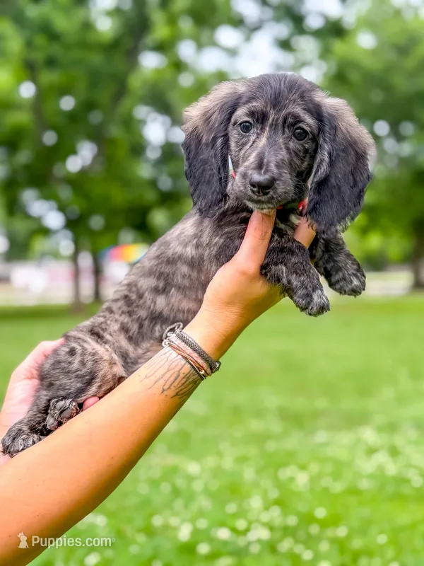 Oakley – Miniature Dachshund puppy for sale in Jemison, AL