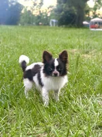 Mickey , a male Chihuahua for sale in Jemison, AL – 1 of 6