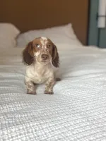 Moss, a male Miniature Dachshund for sale in Jemison, AL – 6 of 6
