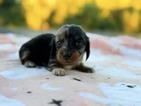 Patsy, a female Miniature Dachshund for sale in Jemison, AL – 5 of 5