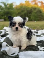 Flower , a female Chihuahua for sale in Jemison, AL – 3 of 4