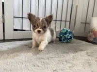 Luca , a male Chihuahua for sale in Jemison, AL – 6 of 7