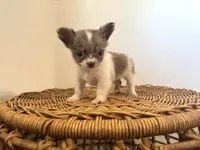 Luca , a male Chihuahua for sale in Jemison, AL – 5 of 7