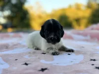 Lionel, a male Miniature Dachshund for sale in Jemison, AL – 2 of 4