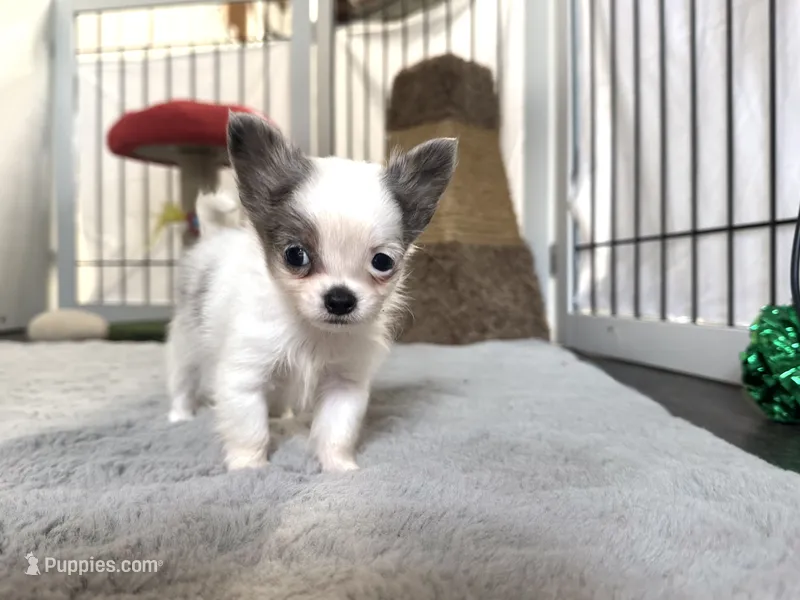 Bruno – Chihuahua puppy for sale in Jemison, AL