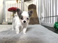 Bruno, a male Chihuahua for sale in Jemison, AL – 1 of 7