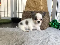 Bruno, a male Chihuahua for sale in Jemison, AL – 7 of 7