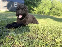 Archie , a male Labradoodle for sale in Jemison, AL – 6 of 6