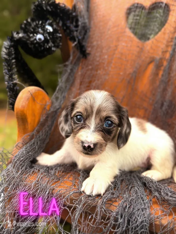 Ella, a female Miniature Dachshund for sale in Jemison, AL – 1 of 3