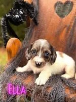 Ella, a female Miniature Dachshund for sale in Jemison, AL – 1 of 3