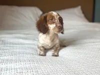 Moss, a male Miniature Dachshund for sale in Jemison, AL – 4 of 6