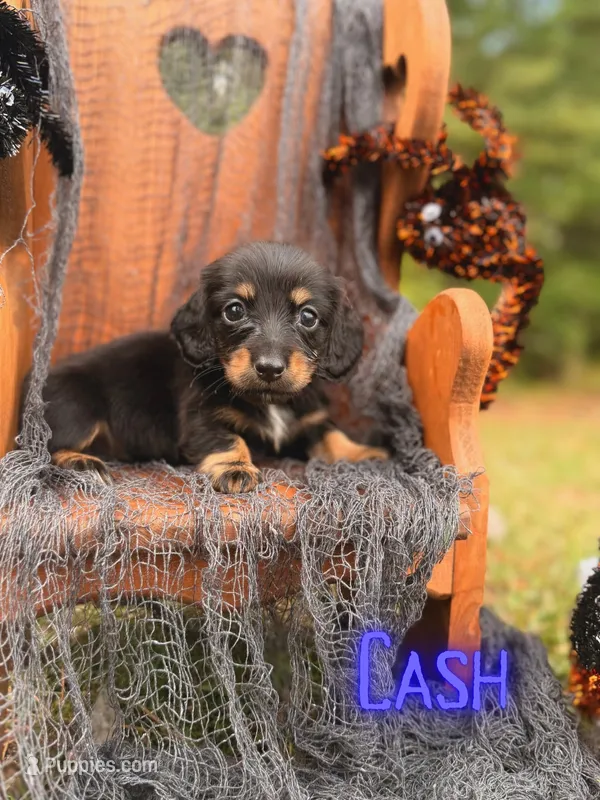 Cash, a male Miniature Dachshund for sale in Jemison, AL – 1 of 3